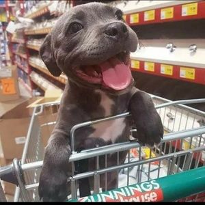 Meet your Posher, Roxanna